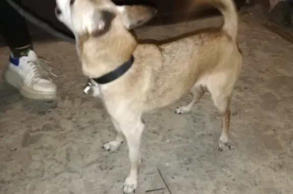 Найдена собака на Лежневской, 109, Иваново