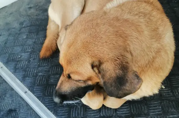 Собака найдена в Иркутске, у магазина Феи, ищем хозяина