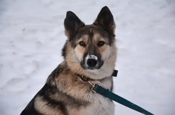 Пропала собака Герда в районе Судостроительная, 27А, Красноярск