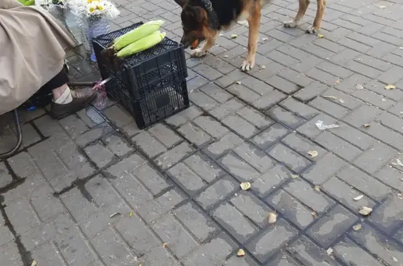 Собака на Плехановской, 13, Воронеж