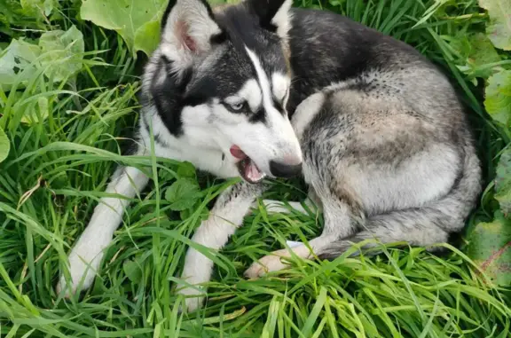 Найдена собака Хаски с ошейником в Черемушках