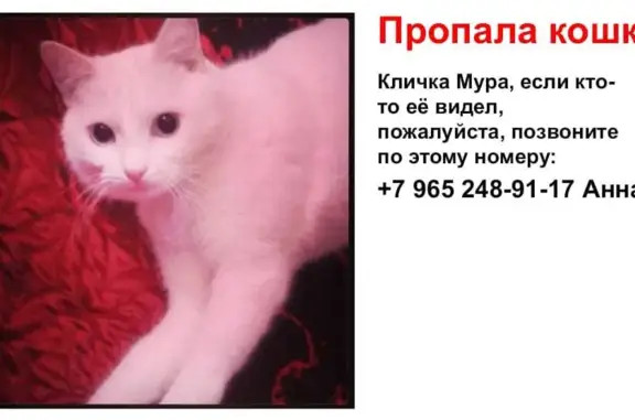 Пропала белая кошка в пос. «Марфино», 12 лет