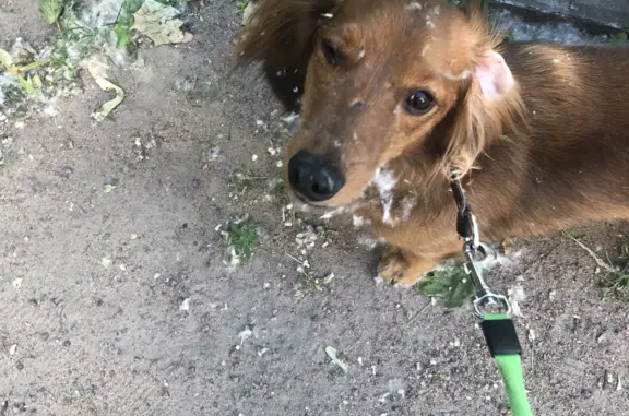 Объявления о пропавших и найденных животных, Санкт-Петербург, фото: Пропала Такса длинношерстная, 7 утра, Павловск