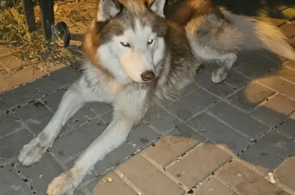 Собака Хаски найдена на ул. Калининградская, 5, Волгоград