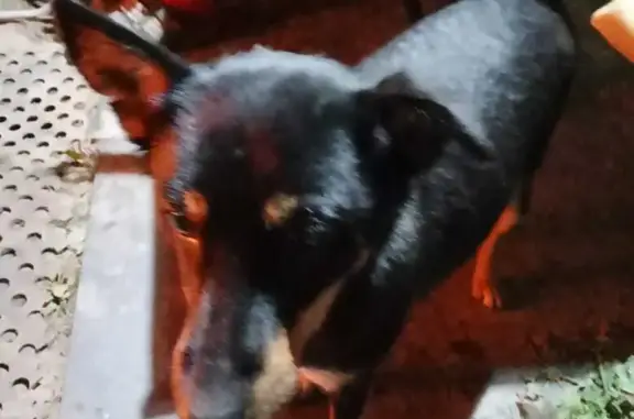 Найдена собака Девочка возле петровского кладбища, ждет хозяина