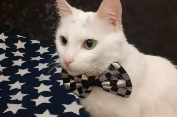 Потерянные животные Санкт-Петербург, фото: Пропала кошка Соня на ул. Козлова д25к2, СПб