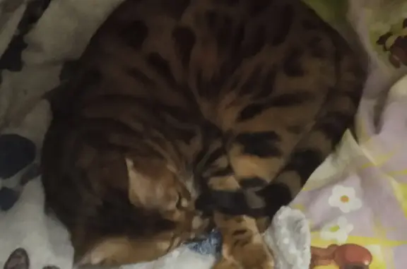 Кошки потеряшки, Средняя Ахтуба, фото: Потеряшка кошка Бенгальская, адрес: улица 40, Средняя Ахтуба