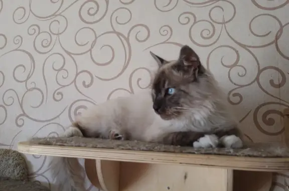 Пропала кошка: Тайский кот, ул. Машиностроителей 10, Екатеринбург