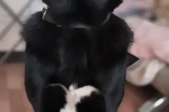 Найден пес черного окраса на ул. Карякина 19, Краснодар