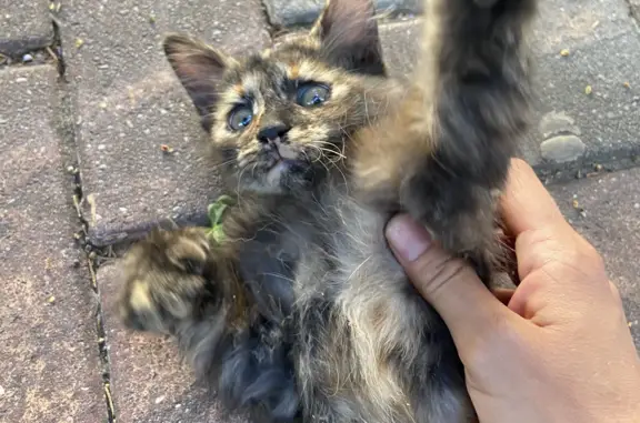 Найдена маленькая кошка на Геленджикском проспекте