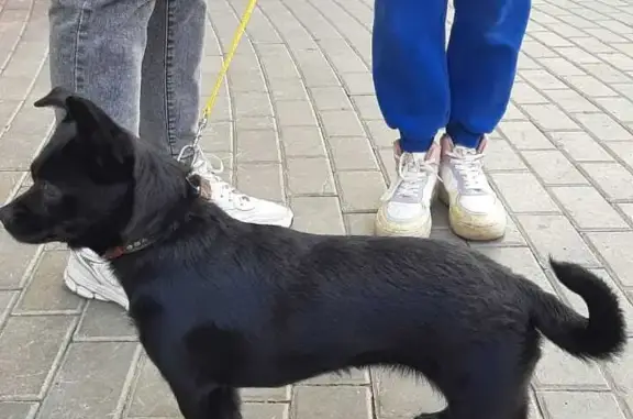 Собака на Кавалерийской ул., Новосибирск