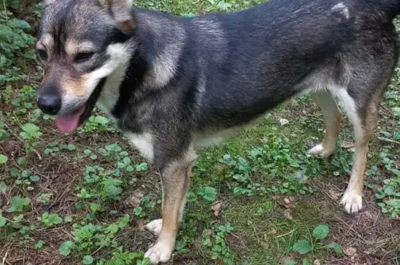 Найдена собака в лесу, д.Новоселово, Московская область