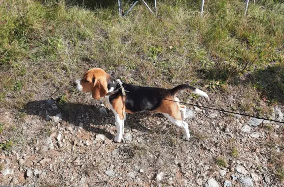 Найден пёс породы бигль в районе Шишкино, г. Березовский