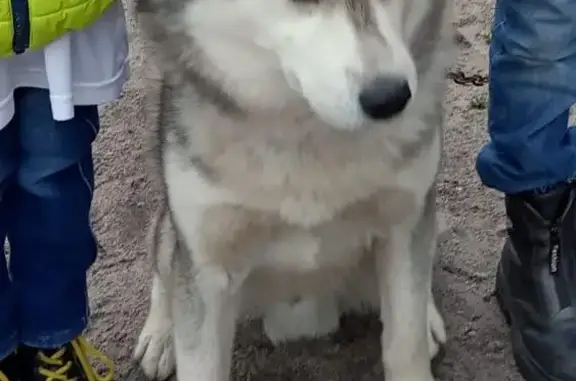 Найдена собака, Аляскинский маламут, Источная ул. 41А, Томск