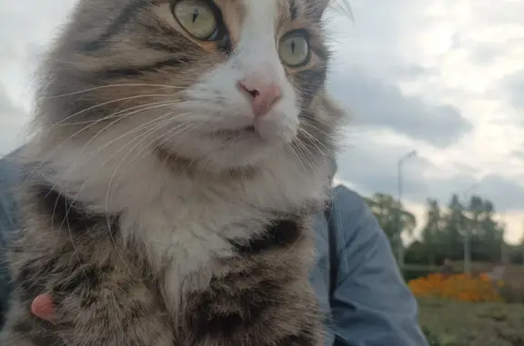 Найдена кошка на проспекте Науки, Санкт-Петербург