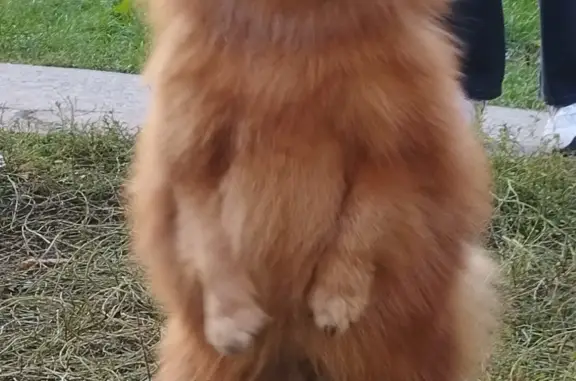 Собака Рыжий шпиц найдена на Лядовском тракте, Пермь