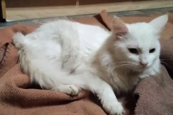 Пропала кошка Кося в Куйвозовском поселении, Ленобласть