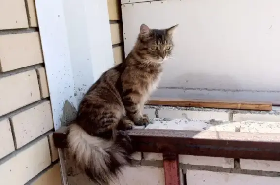 Пропала кошка: Ленинский переулок, Краснодар