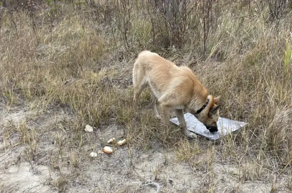 Собака найдена в лесу за озером Светлое, Ноябрьск