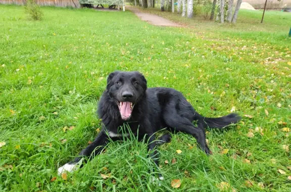Найдена дружелюбная собака в ЛО, Выборгском районе, недалеко от Барышево