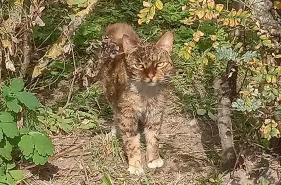 Найдена кошка на ул. Парковая, 18 к1, Великий Новгород