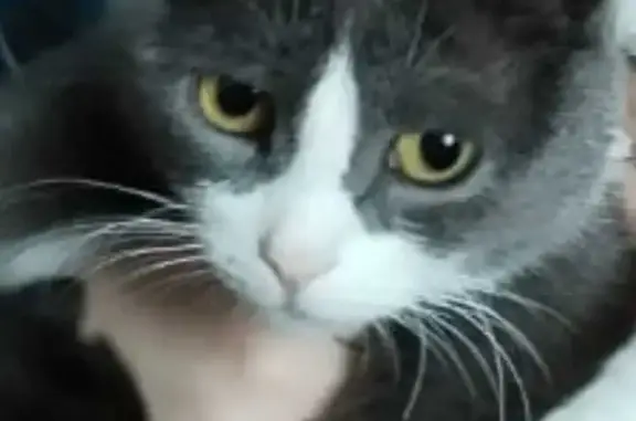 Пропала кошка на Пионерской, 84, Нягань
