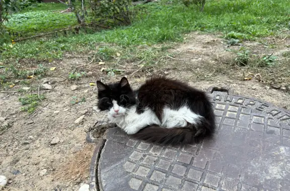 Найдена кошка на Большой Тверской, 4