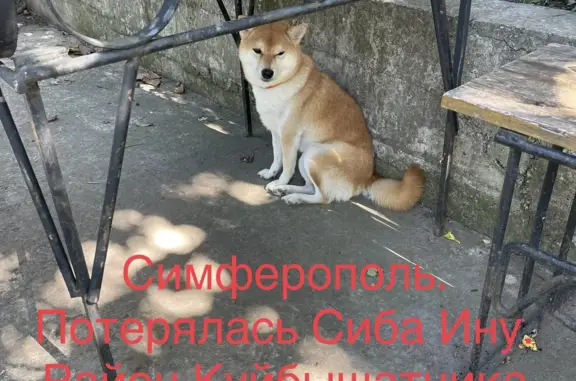 Пропала собака: Сиба Ину, ул. Куйбышева 31, Симферополь