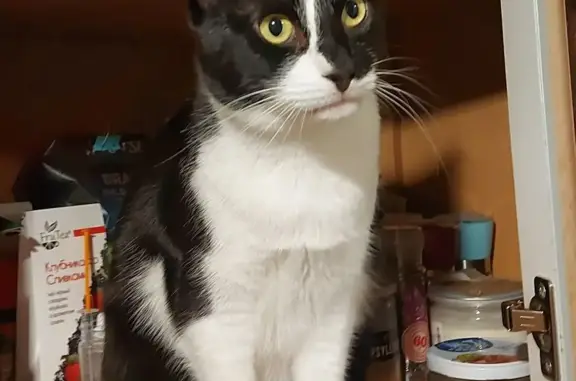 Кошки потеряшки, Ярославль, фото: Потеряшка кошка Честер, черный с белым, Тверицкий бор, Красноборская ул., Ярославль