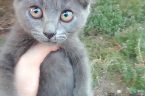 Пропал котенок в Краснодарском крае