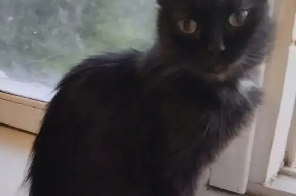 Пропала чёрная кошка на Советской улице, Киришское городское поселение