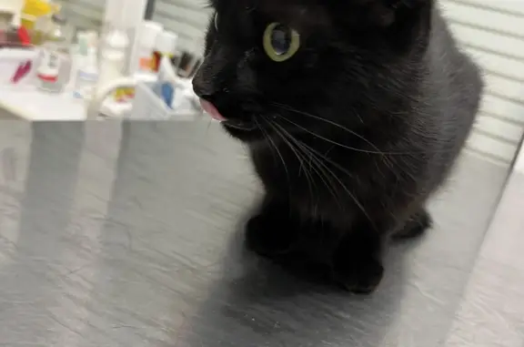 Найдена чёрная кошка возле клиники, ул. Льва Яшина, 7, Москва