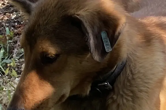Собака найдена в Красноярске, ищем хозяина или приют