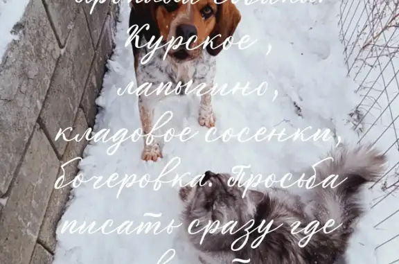 Пропала собака порода Бигл в Курской области