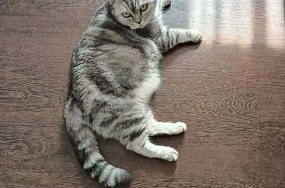 Кошки потеряшки, Новосибирск, фото: Потеряшка британская кошка, ул. Виталия Потылицына, 7/5, Новосибирск