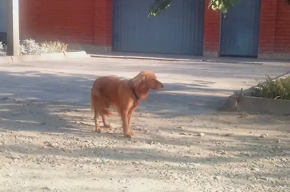 Найдена собака: ул. Ворошилова, 152, Армавир