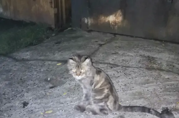 Найдена кошка Мейнкун, выпал с 3 или 4 этажа, ул. Ленинского Комсомола, 3