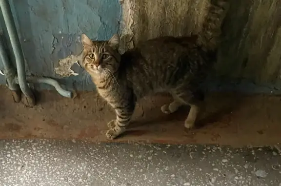 Найден кот, ул. Потанинская 8, Новосибирск