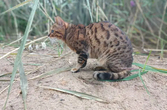 Пропала кошка Бенгальская, 11 лет, Приволжский