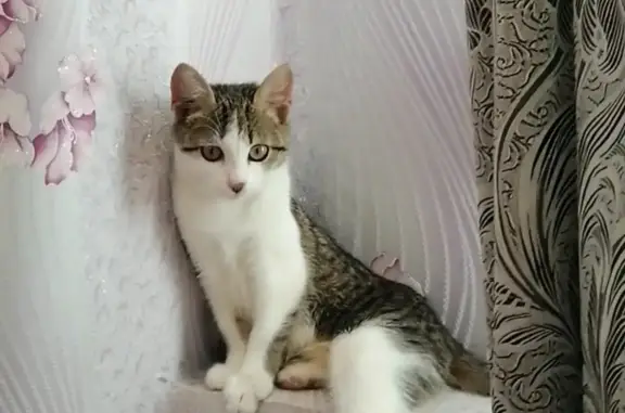 Потерянные животные Ярцево, фото: Пропала кошка Наби, адрес: ул. Максима Горького, 4