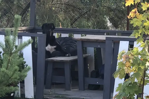 Найдена собака в Сертоловском городском поселении
