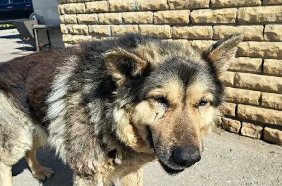 Пропала собака на ул. Чайковского, 30А, Лениногорск