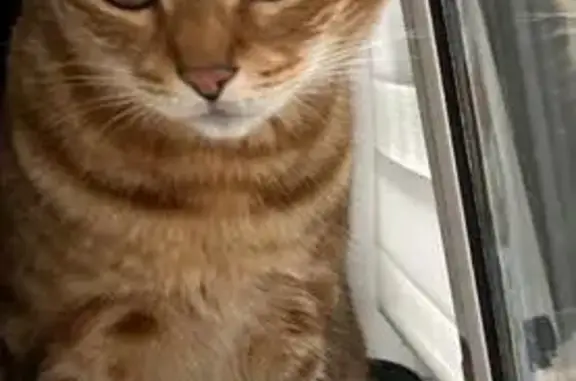 Кошки потеряшки, Санкт-Петербург, фото: Потеряшка кошка Арчи, пр. Авиаконструкторов, СПб