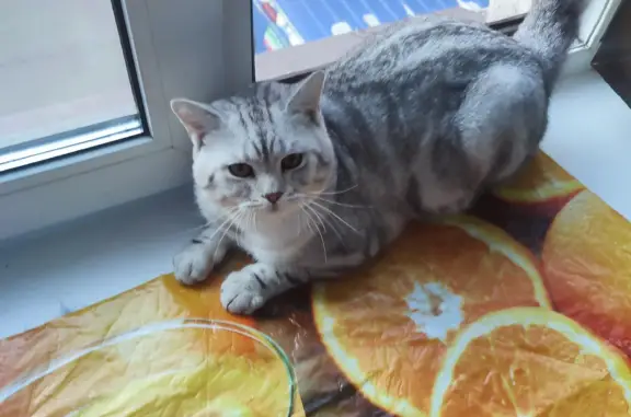 Кошки потеряшки, Санкт-Петербург, фото: Потеряшка кошка на 10-й Советской улице, СПб