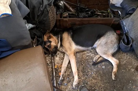 Собака найдена на Поляковском шоссе, Таганрог