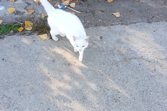 Потерянная кошка на Набережной в Уфе