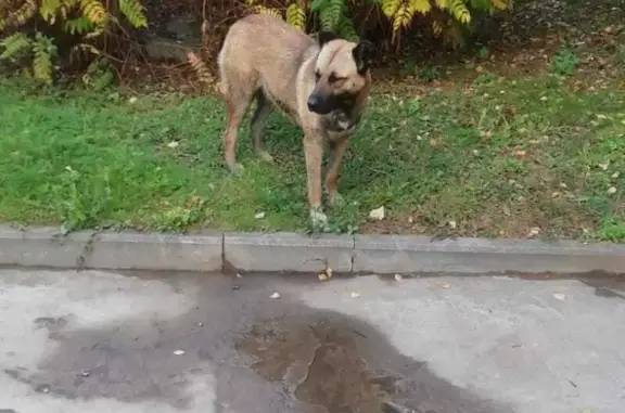 Собака ищет хозяина в Быковке, Подольске