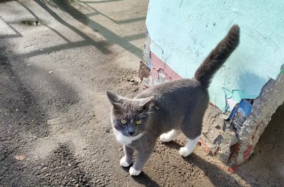 Найдена кошка Котик, ул. Матросова, Орехово-Зуево