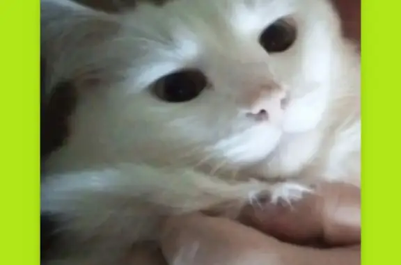 Пропала кошка: Белый пушистый кот, ул. Курчатова, 17, Саров