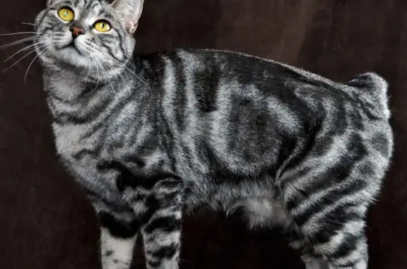 Найдена кошка в СЗР на Мич. Павлова, ищем новых хозяев